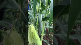 Corn farm#farming#short