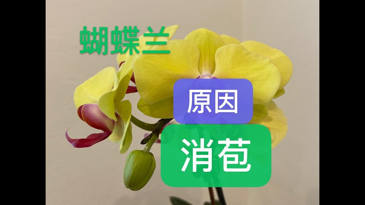 【20007】蝴蝶兰，落花苞，不开花，落蕾，消苞的原因 // 静姐说花216