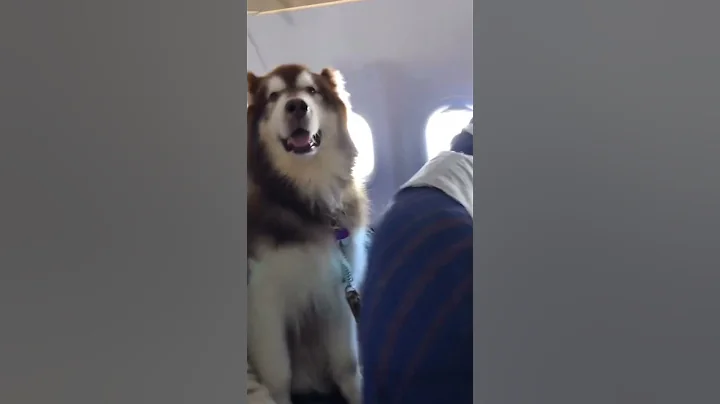 Giant Alaskan malamute spotted on plane - DayDayNews