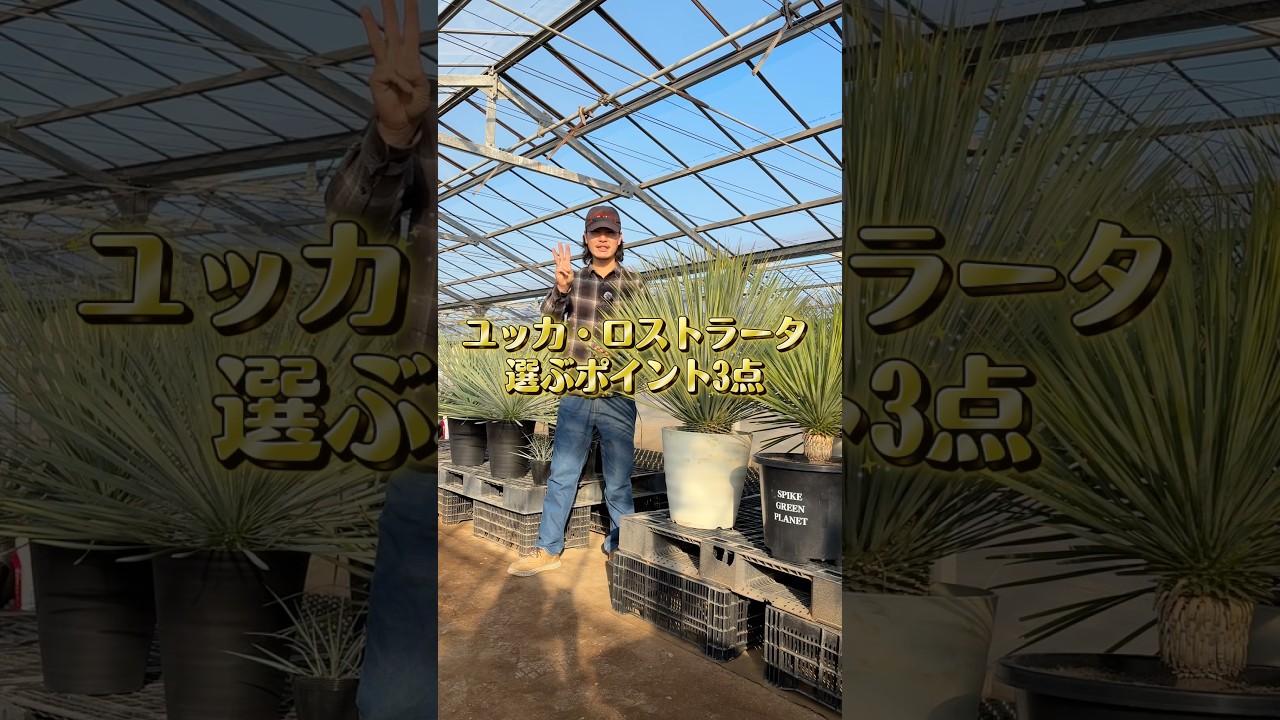 How to choose Yucca rostrata 👀 #Yucca #Rostrata #DryGarden
