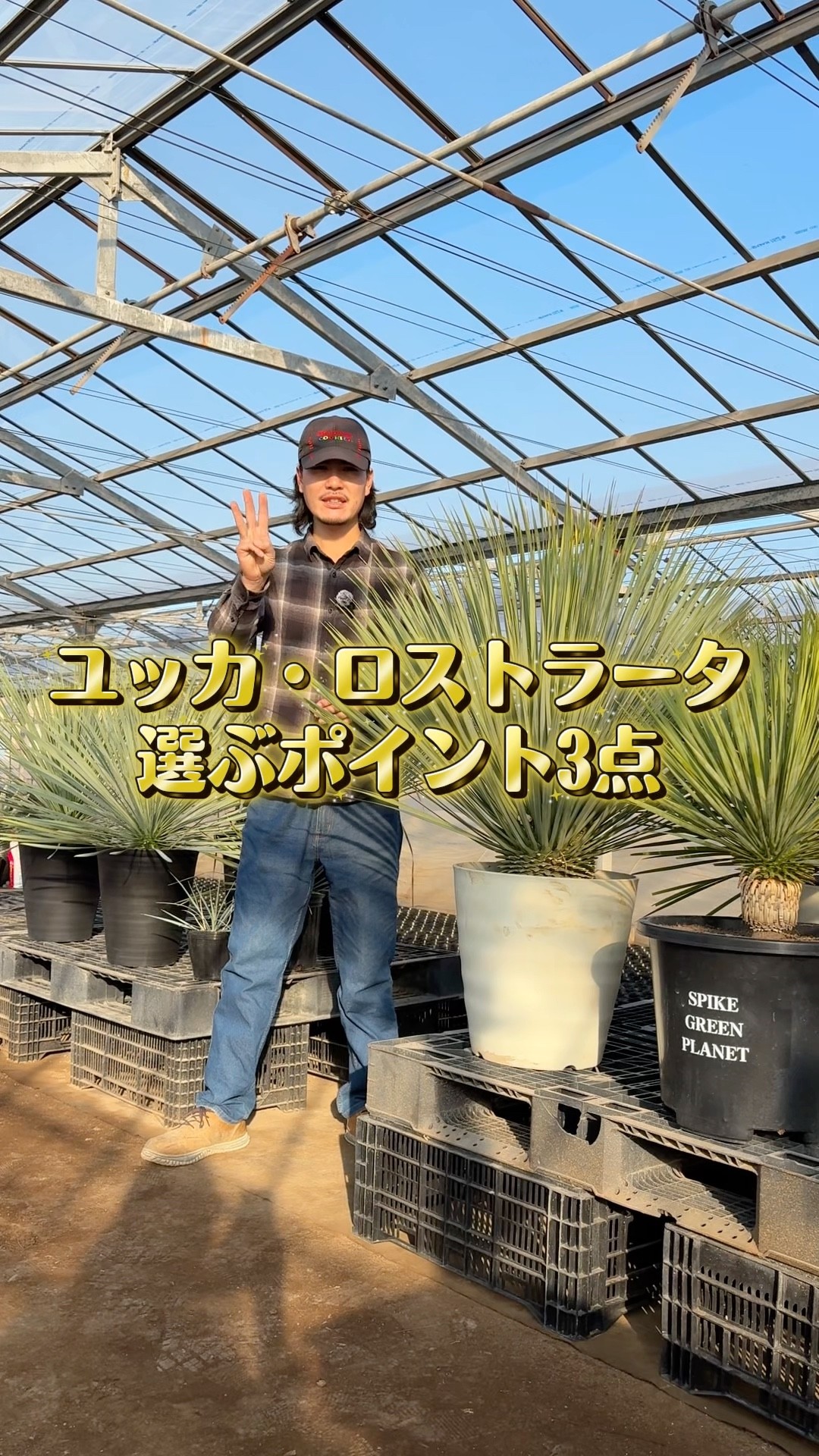 How to choose Yucca rostrata 👀 #Yucca #Rostrata #DryGarden