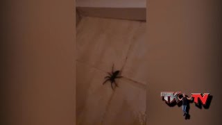 Me EVERY TIME! i find a spider! @Benn_TK