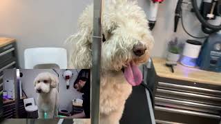 Hot Mess Goldendoodle Returns! Makeover 2.0 SHAVED! I had no choice! 😭😭😭 by Jack Armour 3,286 views 1 year ago 3 minutes, 3 seconds
