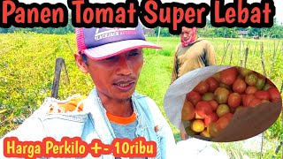 Unduh Buah Tomat Super Lebat