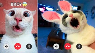 FUNNY ANIMALS VIDEOS😂 -Best Funny Dogs And Cats Videos 2024🤣😹