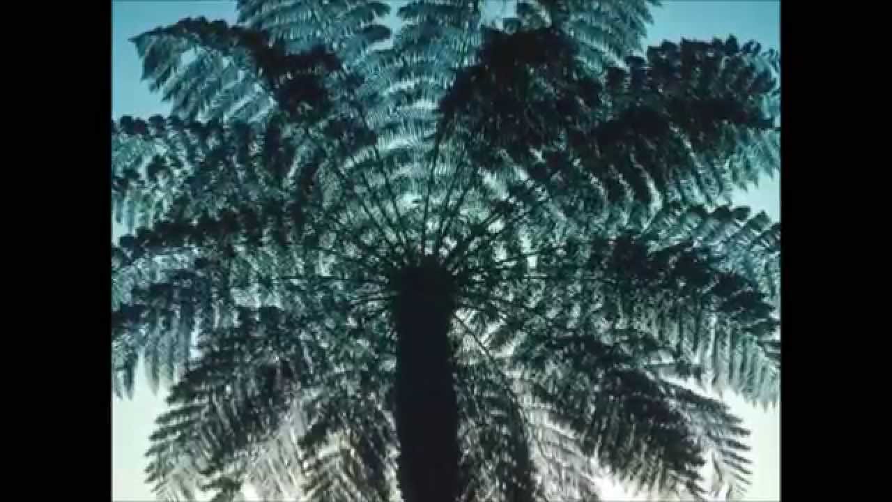 Tarra Bulga National Park Video