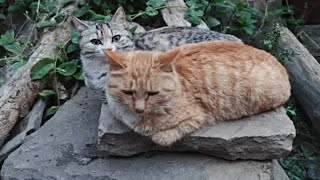 两只猫咪石上卧，安能辨我是雄雌！ by Little Zhang's Cats 34 views 3 weeks ago 1 minute, 57 seconds