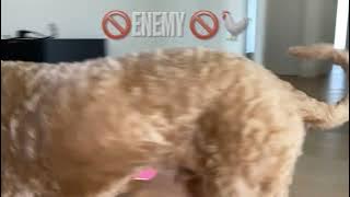Bob’s enemy’s!