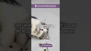 Kucing kamu kalo birahi ngeong-ngeong terus? Ini tips buat menenangkannya! | Radio Kucing #shorts