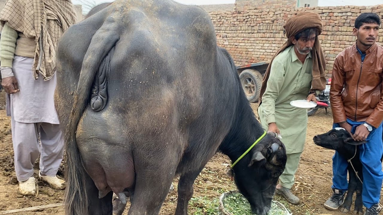 Buffalo for sale in Punjab Pakistan YouTube first time/3/1/2026