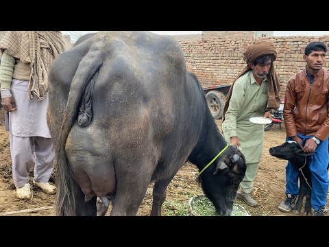 Buffalo for sale in Punjab Pakistan YouTube first time/3/1/2026