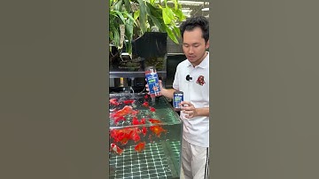 Multi Color GoldFish hạt nổi. Thức ăn tăng màu cao cấp cho cá…#09/10.25