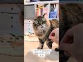ぶちギレ猫パンチ（爪はたてない）#サイベリアン #cat #ヤマネコ