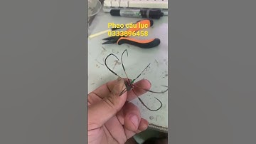 Lưỡi câu lục (lục  xoài cao thép 8 tay cước 9 chì 4g  chuyên bềnh )