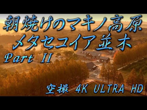 【空撮】②朝焼けのマキノ高原 メタセコイア並木(秋編) PartⅡ 4K (MAVIC3ワイドレンズ撮影)滋賀県高島市マキノ町Metasequoia TreelinedRoad
