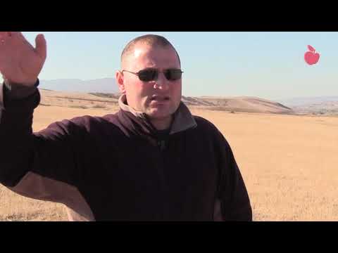 გორთან ხეხილის ახალი ბაღები გახმა - ინვესტორებმა ქვეყანა დატოვეს