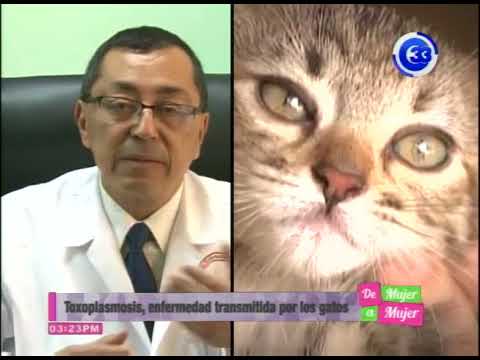 Video: Riesgos De Gatos, Excremento De Gato Y Toxoplasmosis