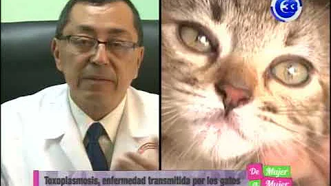 ¿Oler caca de gato puede enfermarte?