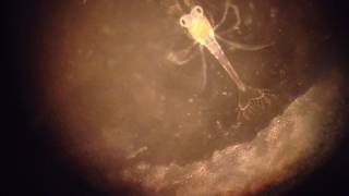 Lysmata amboinensis - Weißband Putzergarnele (Larve)