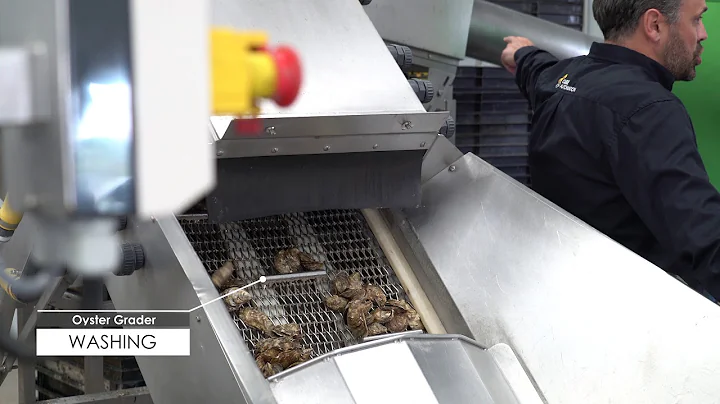 Oyster Grader - Cube Automation