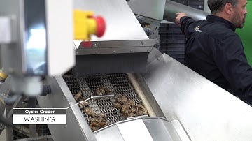 Oyster Grader - Cube Automation