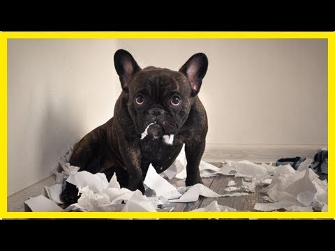 Wieso zerfetzen Hunde Papier und Taschentücher?