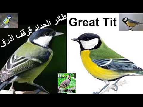 صوت لجذب طائر الحداد قرقف ازرق Song Call Great Tit 