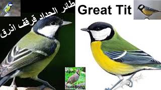 صوت لجذب طائر الحداد قرقف ازرق  song call great tit