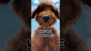 They really are part human  #dogsoftiktok #goldendoodle #goldendoodlesoftiktok #dogs #viral #fyp