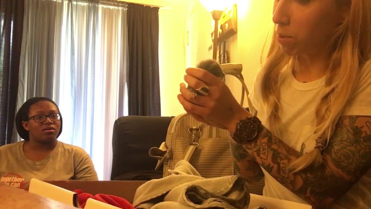 orphan معنى Rescuing an Orphaned Neonatal Kitten