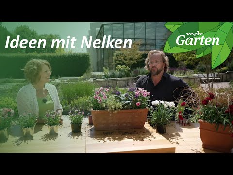 Video: Nelkensamen pflanzen - Wie man Nelken anbaut