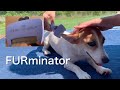 ファーミネーター （ニューモデル）小型犬・短毛用でブラッシング！　【ジャックラッセルテリアのミラ】　MiraJack Russell Terrier   FURminator