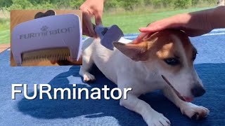 ファーミネーター （ニューモデル）小型犬・短毛用でブラッシング！　【ジャックラッセルテリアのミラ】　MiraJack Russell Terrier   FURminator