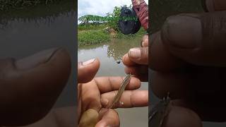 Mancing Uceng Pakai Kail Sasame Sode 0,5 Umpan Go Potato #968