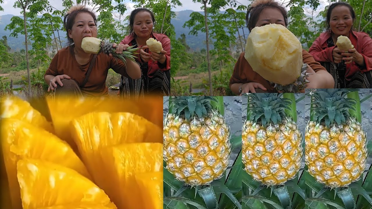 Noj txiv puv luj os qab kawg li 28 กุมภาพันธ์ ค.ศ. 2026