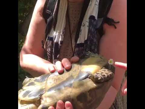 Βίντεο: Πώς να αναγνωρίσετε μια θηλυκή χελώνα