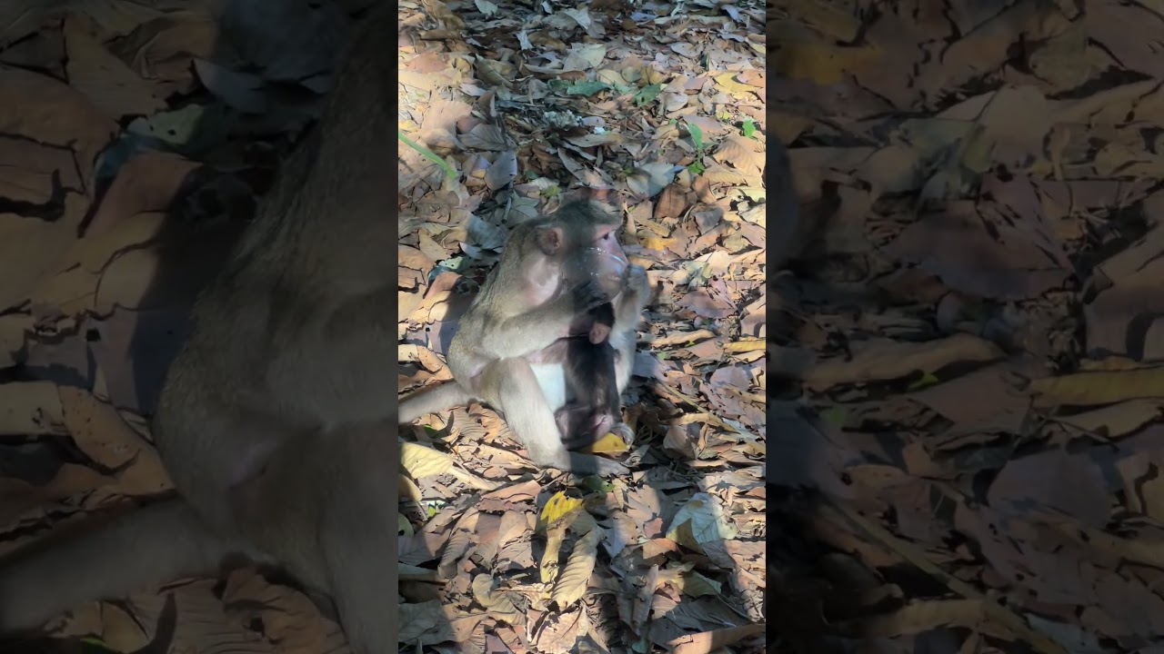 Terribly monkey need food !  