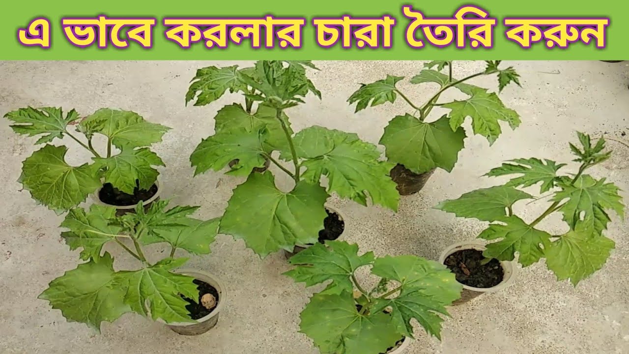 করলার চারা তৈরি। করলার বীজ থেকে চারা তৈরি। Bitter gourd germination