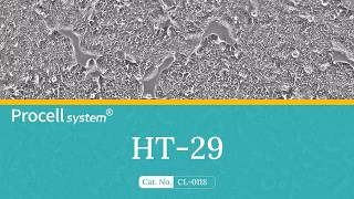 HT-29 Cell Growth Time-Lapse Imaging