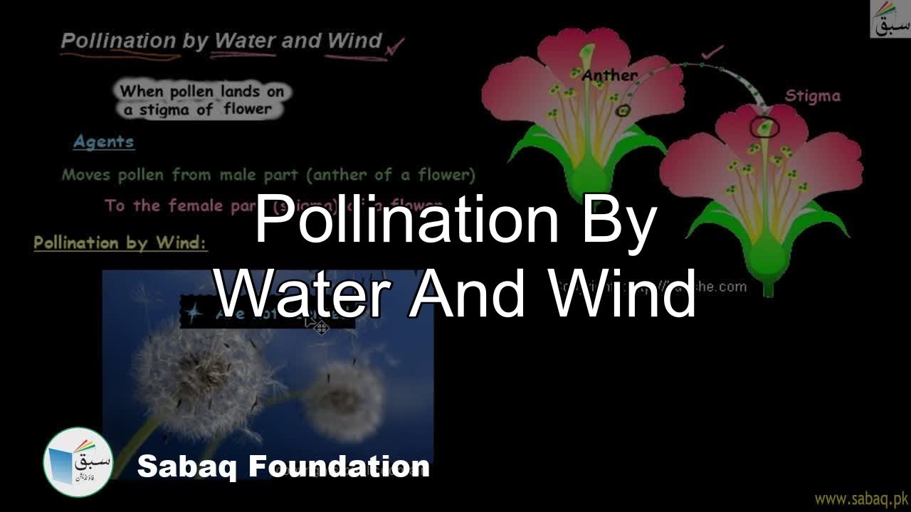 Pollination By Water And Wind, General Science Lecture Sabaq.pk YouTube