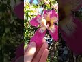 Ceiba tree flowers, красив цвят на сейба дърво