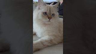 #lila #prenseslila #konusankediler #kedivideoları #cat #catshorts #cute #cutecat #funny #kedi