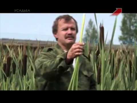 Рогоз широколистный