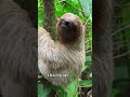 Happy International Sloth Day рџ ҐрџЊїрџ љ Pet Sloths Shorts Travel Animals Happy International Sloth Day рџ ҐрџЊїрџ љ Pet Sloths Shorts Travel Animals