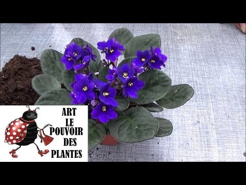 Vidéo: Saintpaulia - Violette D'Usambara, Création Des Conditions De Culture Des Violettes, éclairage, étagères