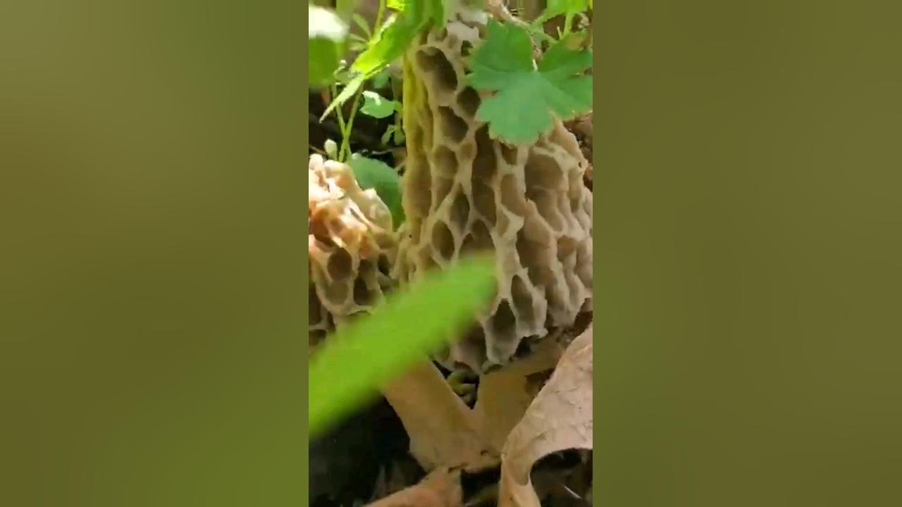 MOREL MUSHROOMS YouTube