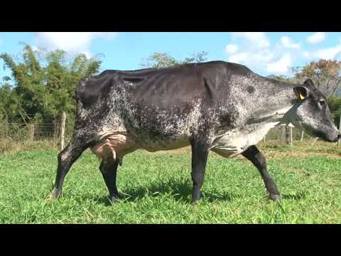 LOTE 35 - COC Agropecuária