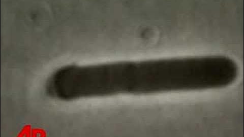 Officials: Sorority Obsession in Anthrax Case