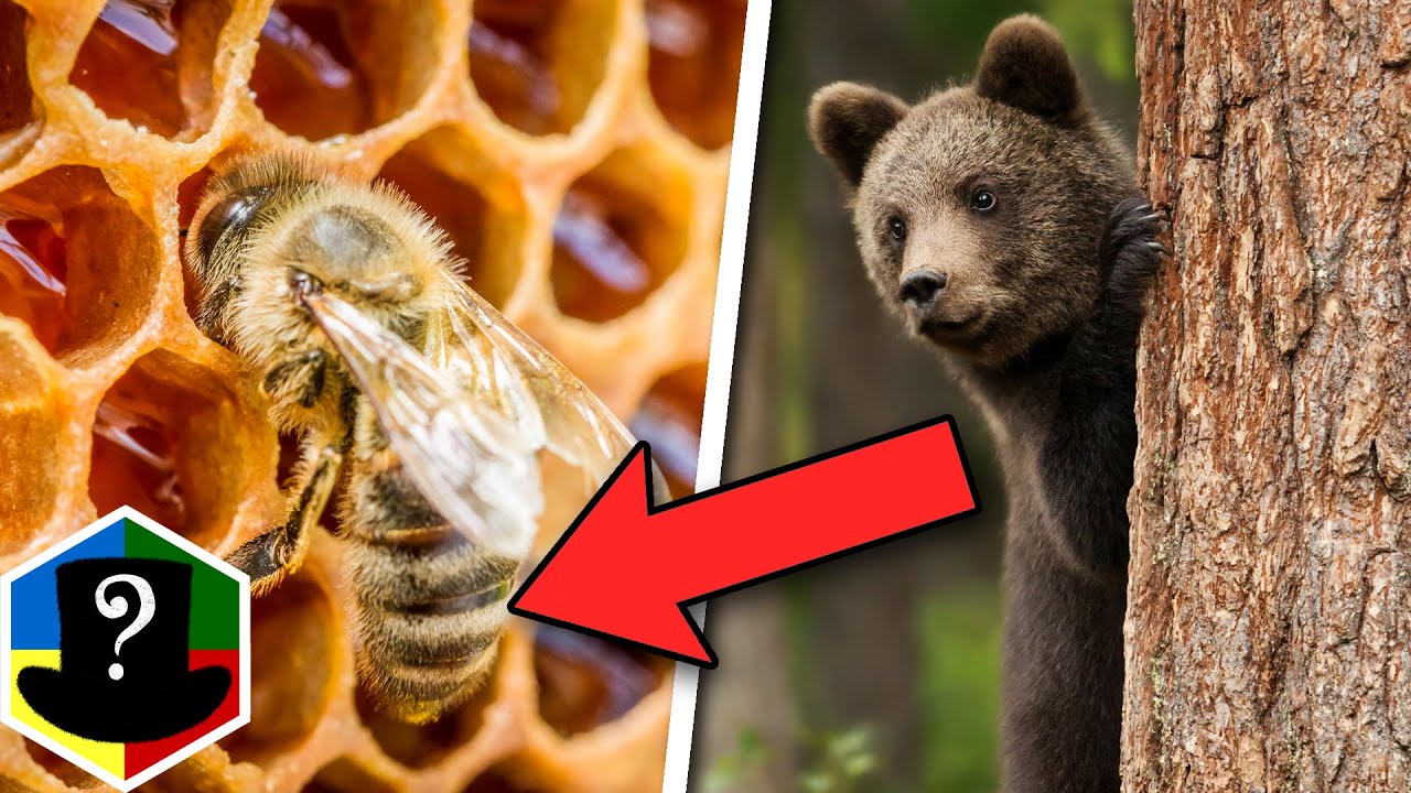 Spiser Bjørne Honning? - YouTube