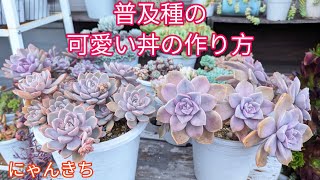 多肉植物】普及種の可愛い丼の作り方 - YouTube